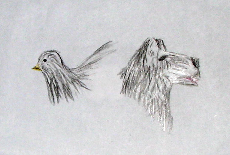 Crayon-hawk-and-wolf.jpg