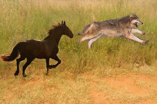 Horse-wolf-running.png